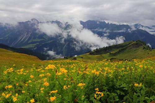 Field of Yellow Flowers in Mountains