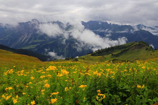 Stunning mountain landscape with yellow wildflowers, valleys, and clouds creating a serene nature scene.