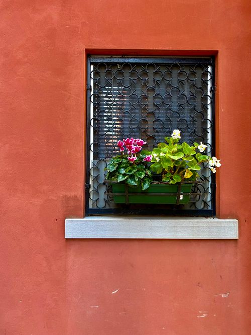 Free Colorful flowers in a pot on an ornate window with a red wall backdrop. Stock Photo