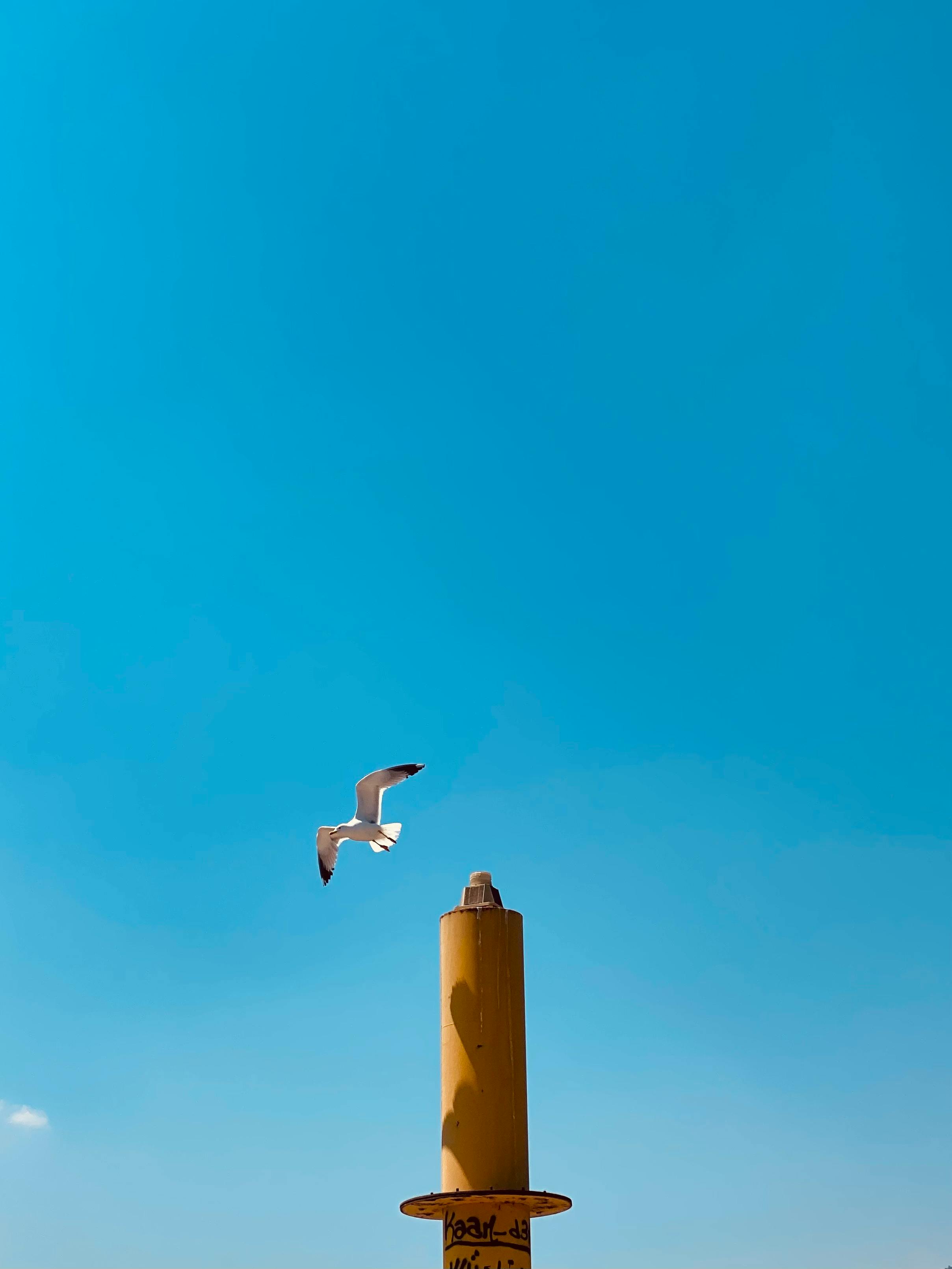 Gratis En Måke Som Flyr Under Den Klare Blå Himmelen  Arkivbilde