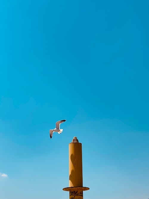 Kostenloses Stock Foto zu blauen himmel, fliegen, flügel
