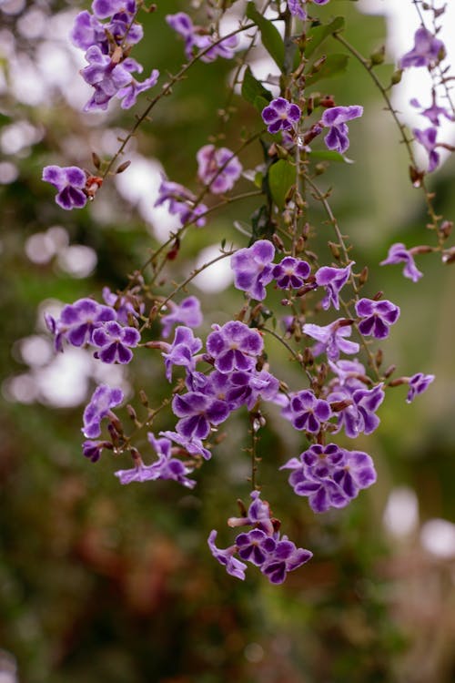Foto stok gratis berkembang, bunga ungu, duranta erecta