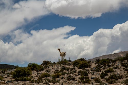 Gratis lagerfoto af bakke, dyrefotografering, lama