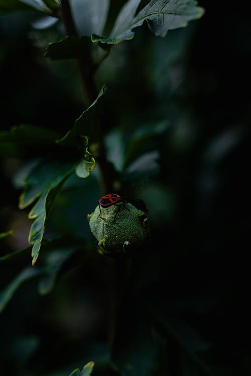곤충, 관목, 나뭇잎의 무료 스톡 사진