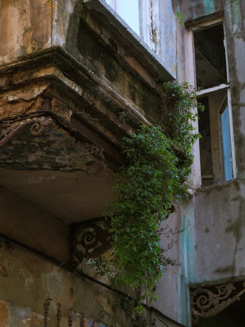 Darmowe zdjęcie z galerii z bluszcz, budynek, liście