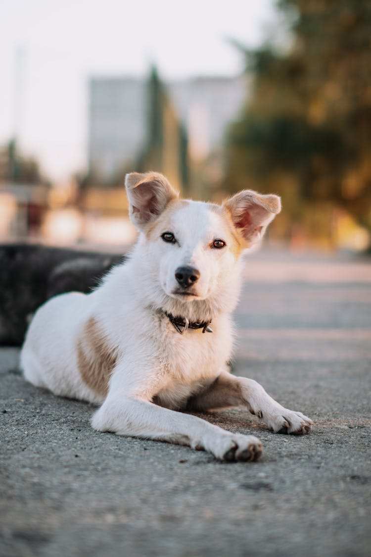 Dog Lying Down On Pavement