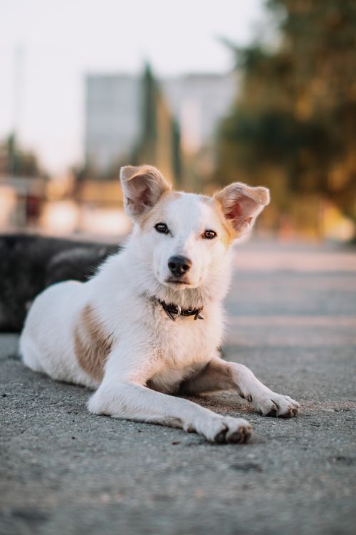 Free A friendly dog lies on the pavement in a sunny outdoor setting, embodying serenity and warmth. Stock Photo