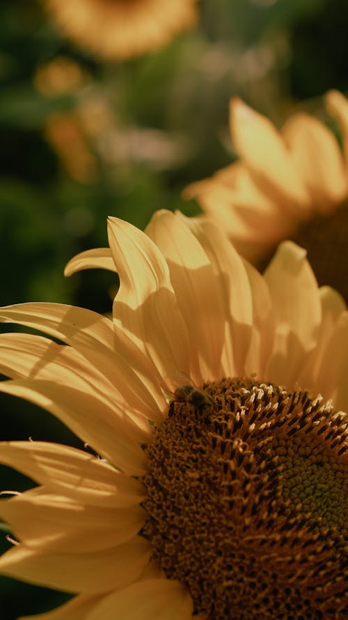 Бесплатное стоковое фото с ботанический, вертикальный выстрел, желтые цветы
