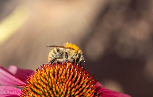 Free Black and Yellow Bee on Pink Flower Stock Photo