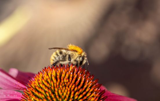Bee on a Pink Flower
