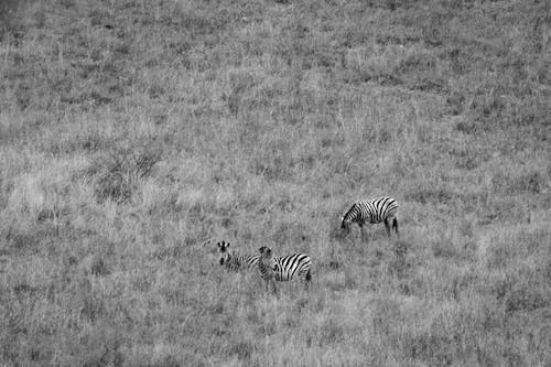 Wildlife Photography Of Three Zebras