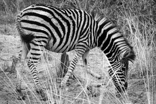 Grayscale Photo of Zebra