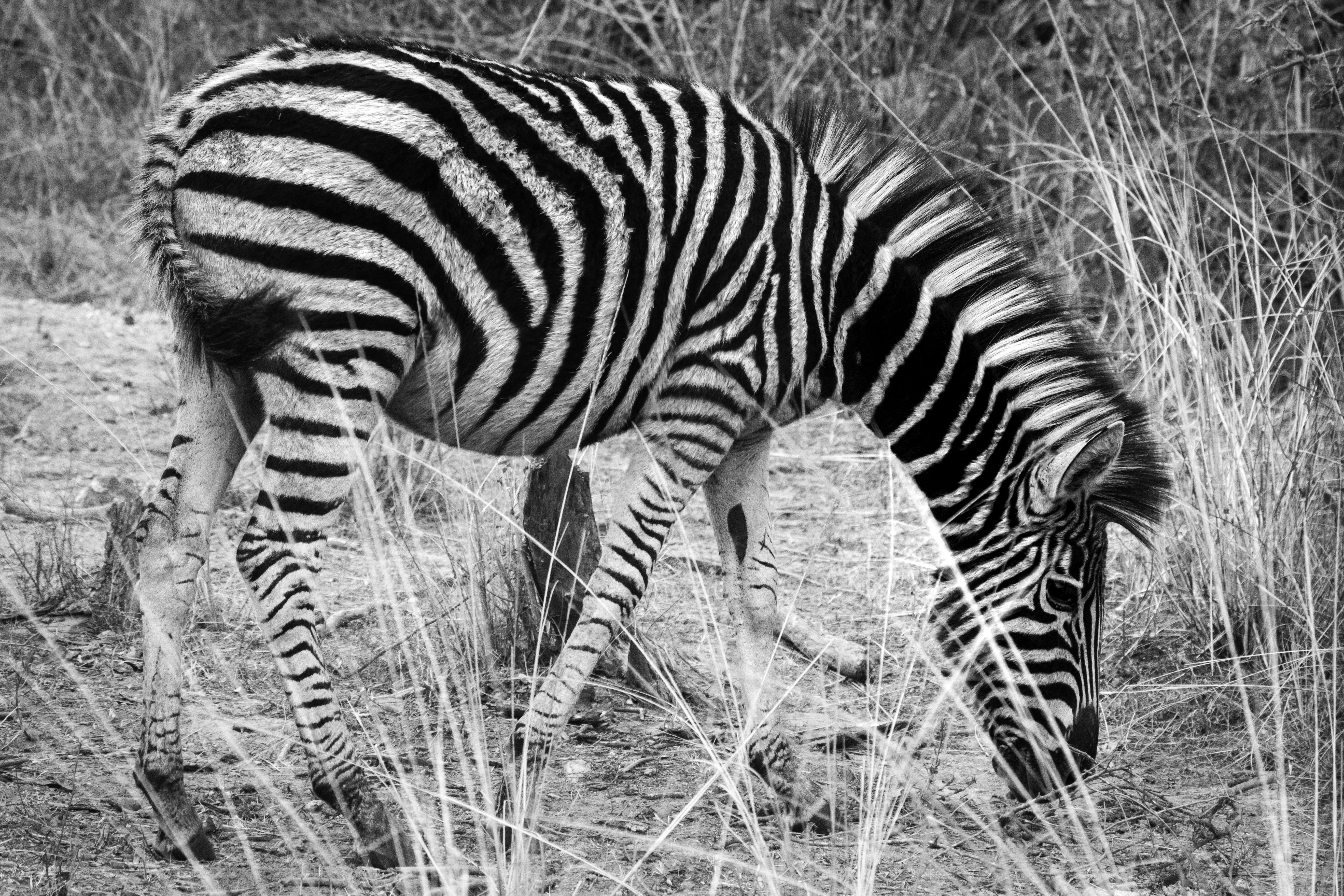 Grayscale Photo of Zebra