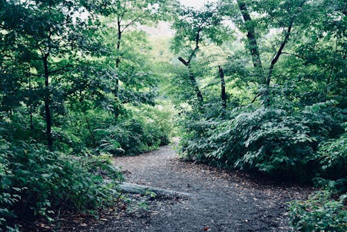 Photos gratuites de arbres, bois, chemin