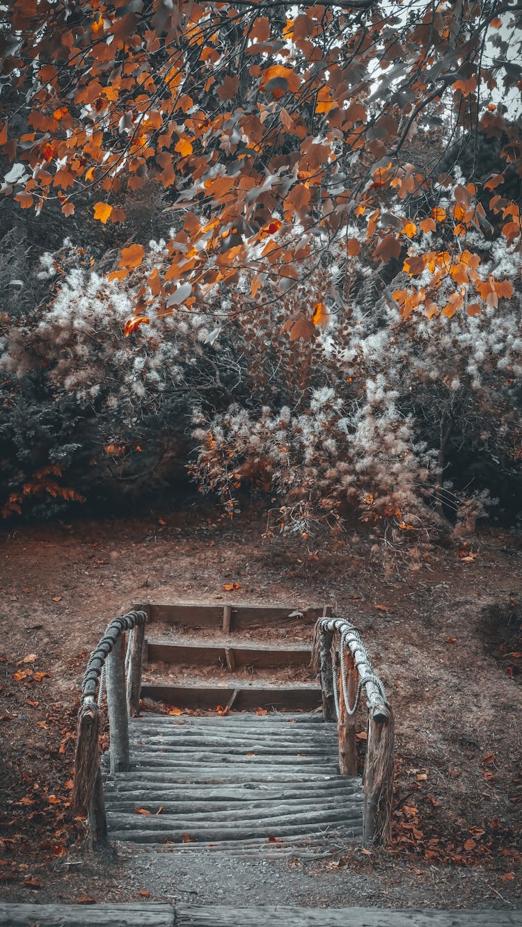 Wooden Bridge Across Creek In Autumn Park