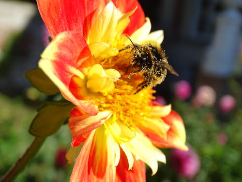 Gratis lagerfoto af bourdon, butiner, dahlia