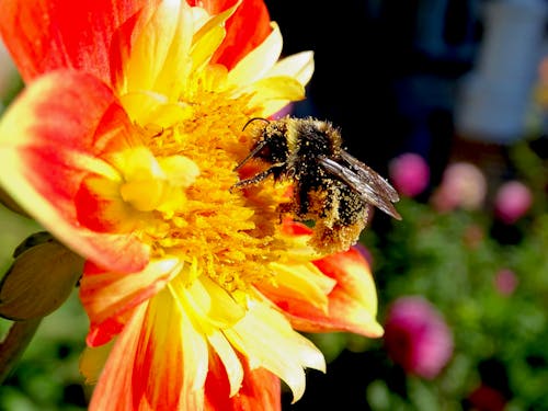 Gratis lagerfoto af bourdon, butiner, dahlia