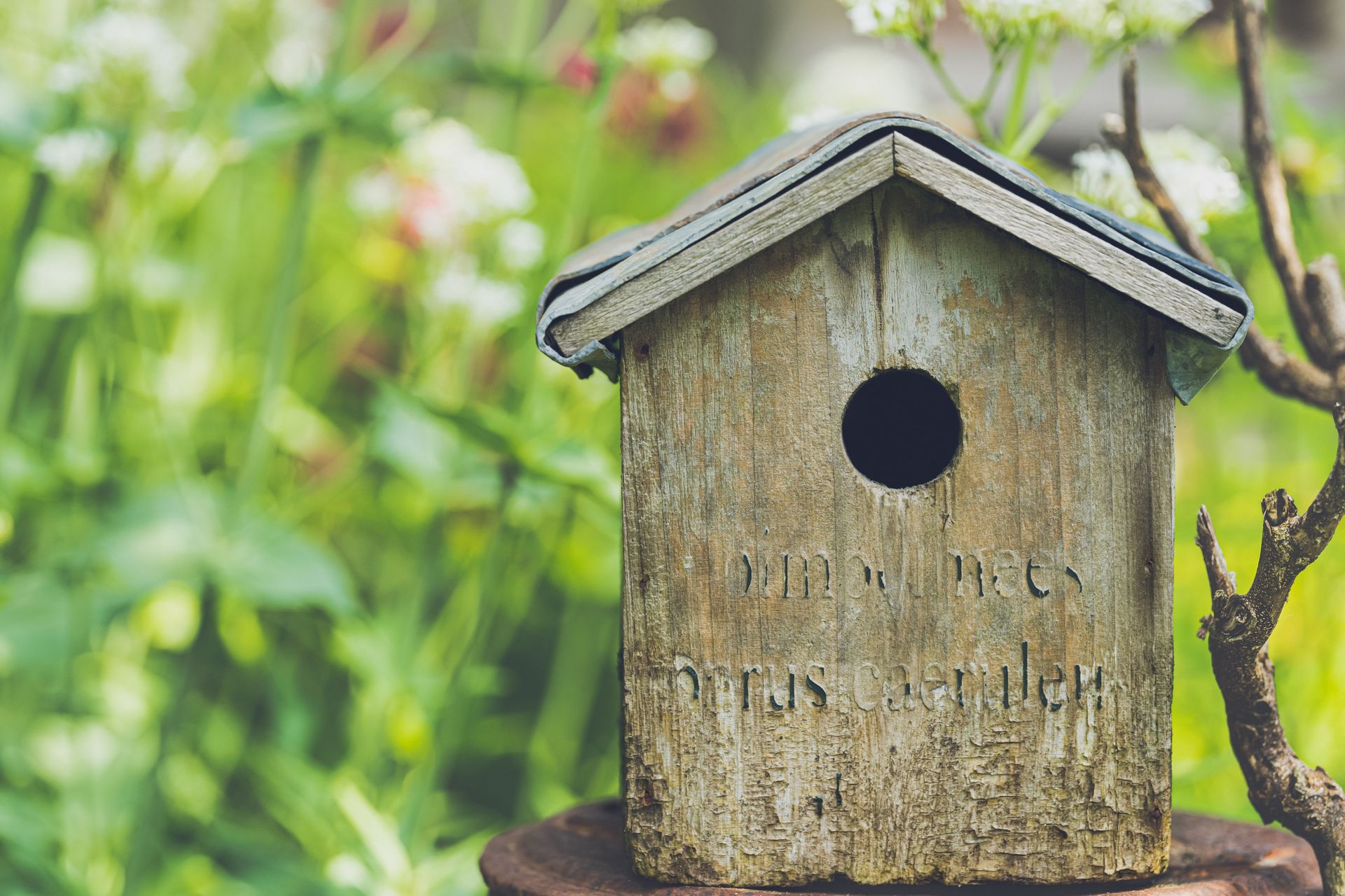 Close-up of a charming rustic birdhouse surrounded by vibrant garden blooms.