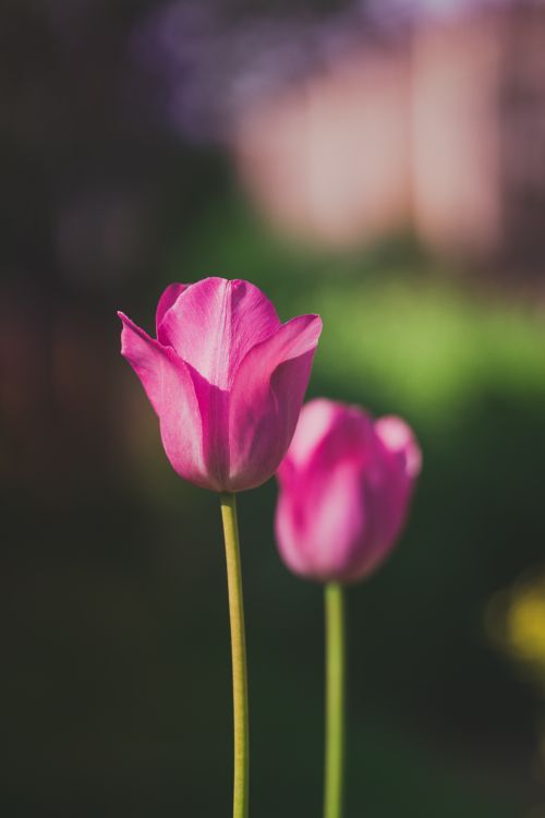 Free A close-up of two vibrant pink tulips with blurred background, highlighting their delicate petals. Stock Photo