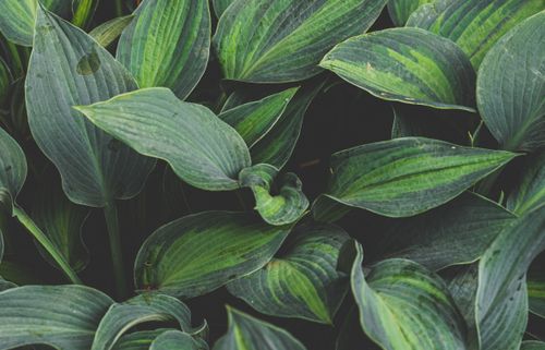 Free Vivid close-up of lush green hosta leaves, showcasing natural foliage detail. Stock Photo