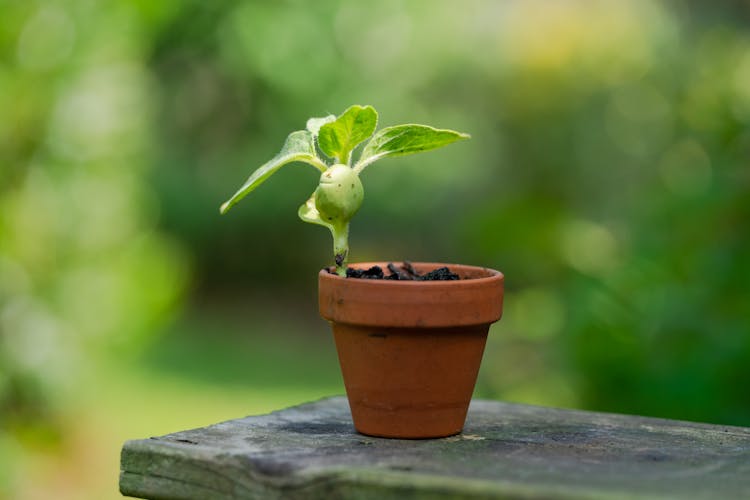 A Plant In A Pot 