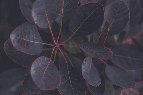 Close-Up Shot of Burgundy Leaves