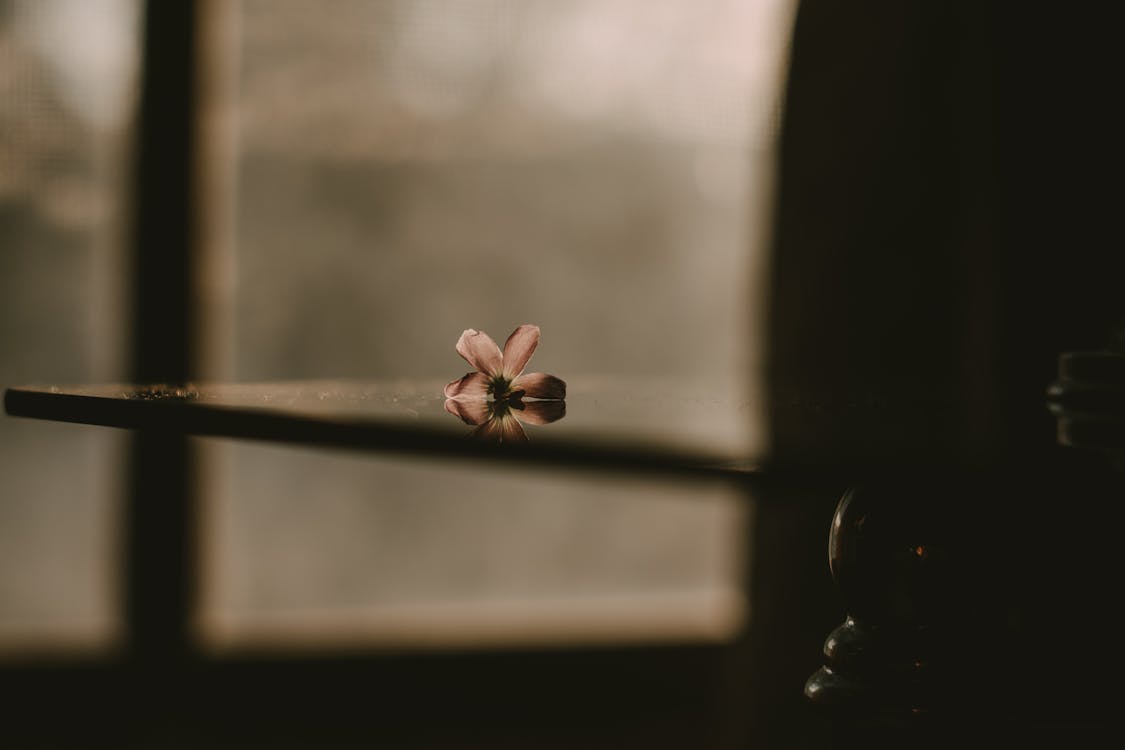 Free Petaled Flower on Table Inside Dark Room Stock Photo