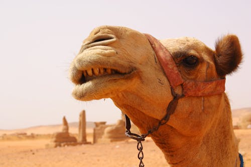 Foto stok gratis binatang, di luar rumah, gurun pasir