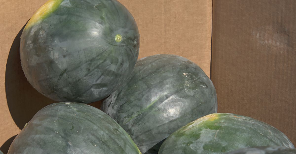 Box Ofmelon Newly Harvest Watermelons in a Cardboard Box · Free Stock Photo