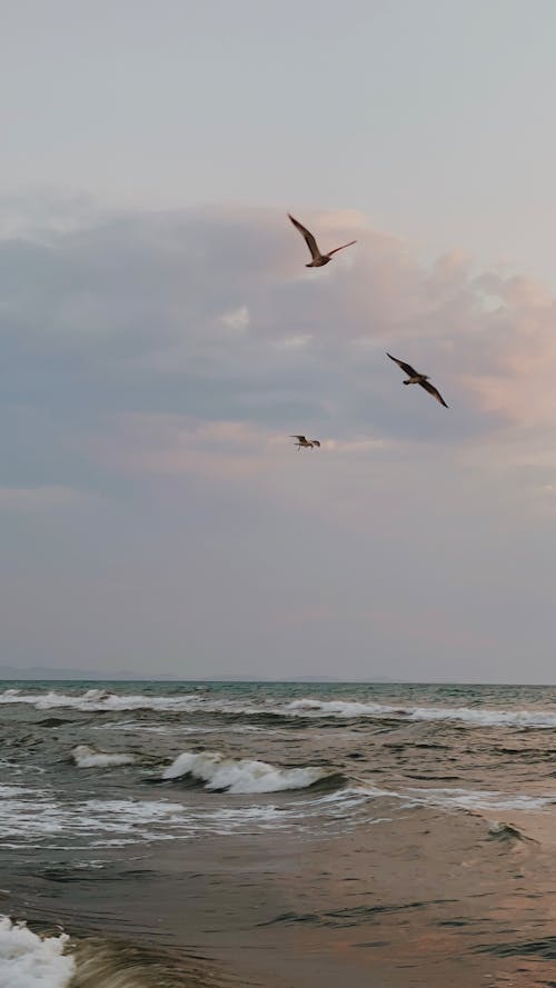 Seagulls Flying over Sea Shore