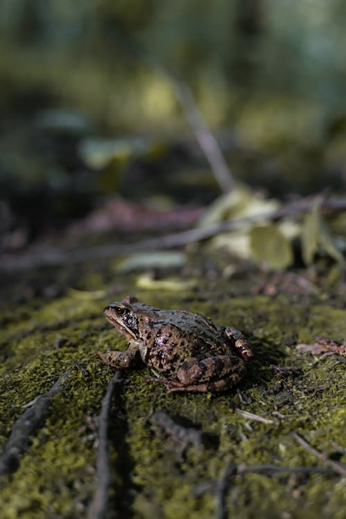 Foto profissional grátis de anfíbio, animal, fechar-se