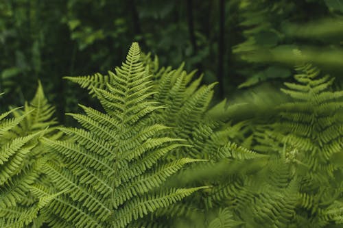 Kostnadsfri bild av gröna löv, ormbunke, selektiv fokusering