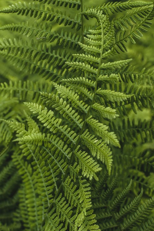 Foto profissional grátis de ecológico, fechar-se, folhas