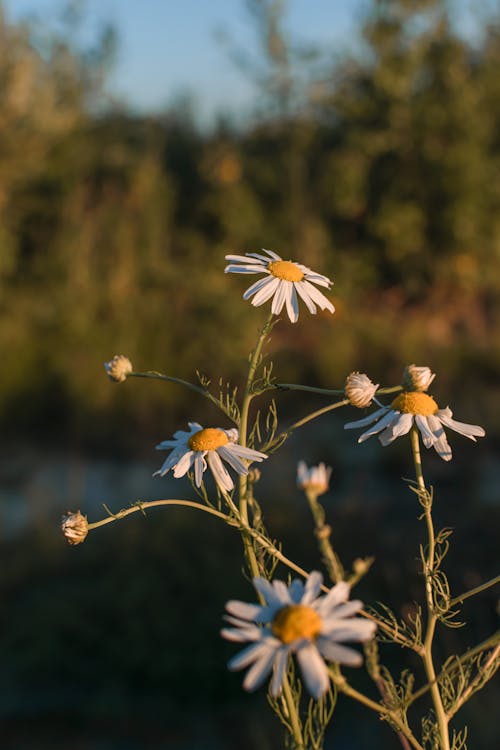 Free stock photo of sunset