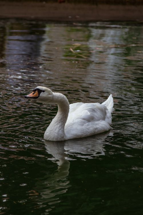 Free A serene mute swan glides gracefully on a tranquil lake in Istanbul, Turkey. Stock Photo