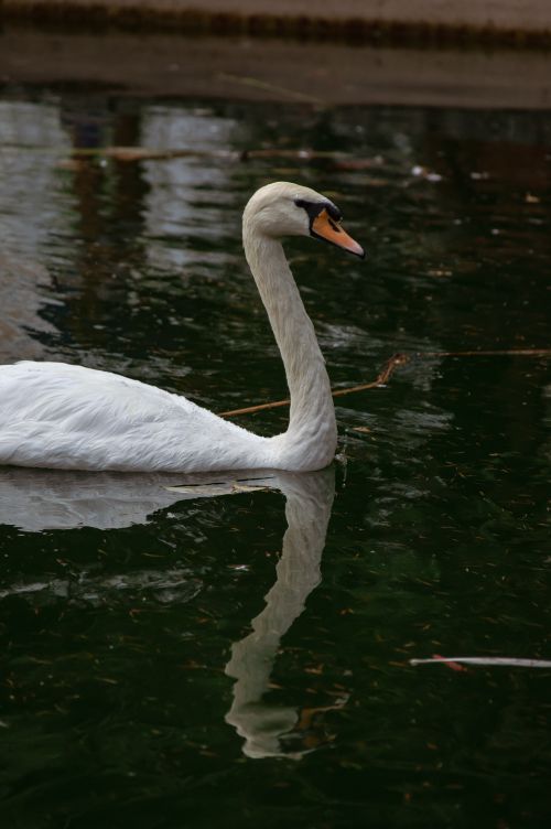 Free Elegant mute swan gently gliding through a serene lake in Istanbul, Turkey. Stock Photo