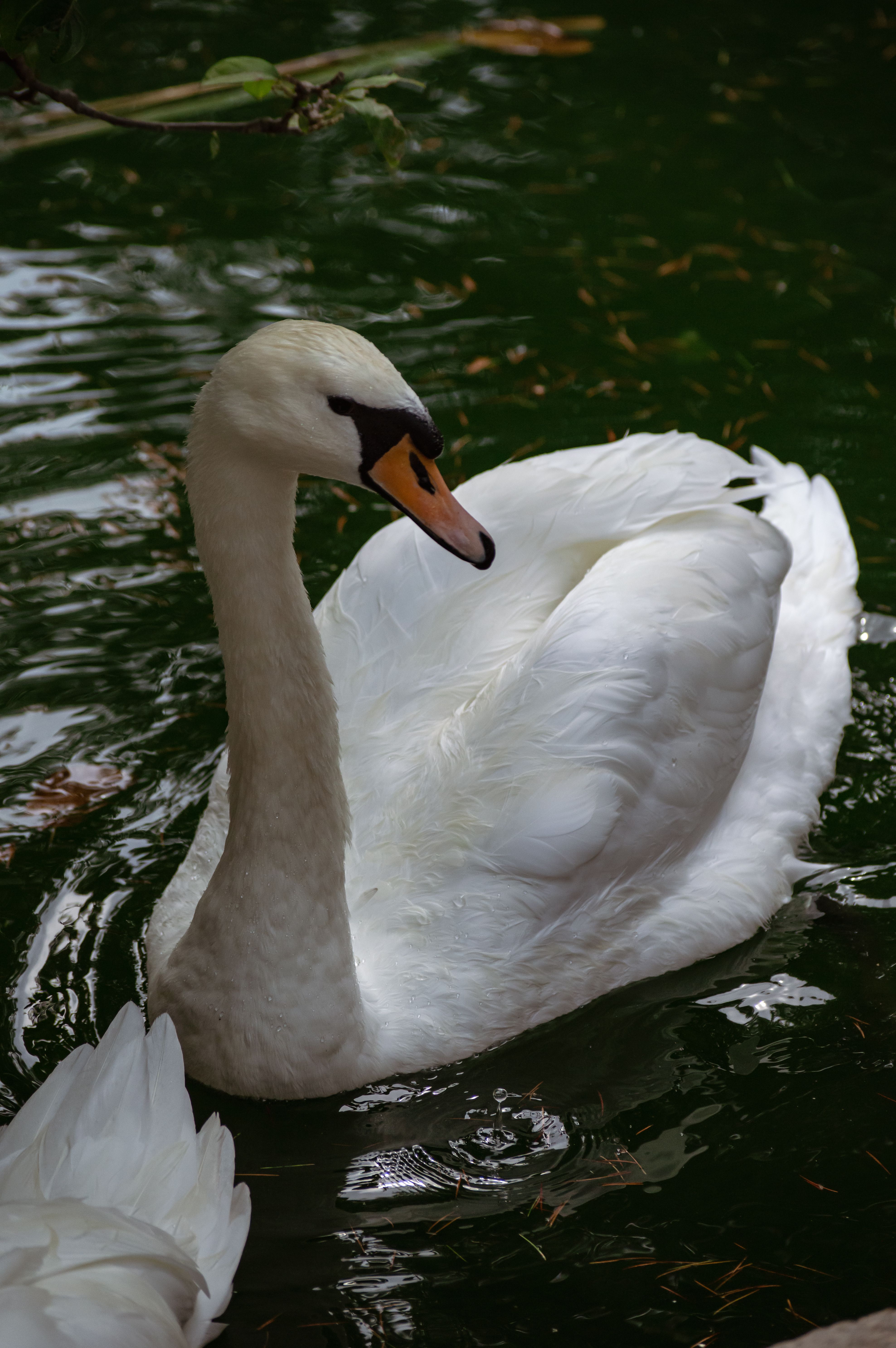 Beautiful mute swan swims gracefully in the peaceful waters of Istanbul.