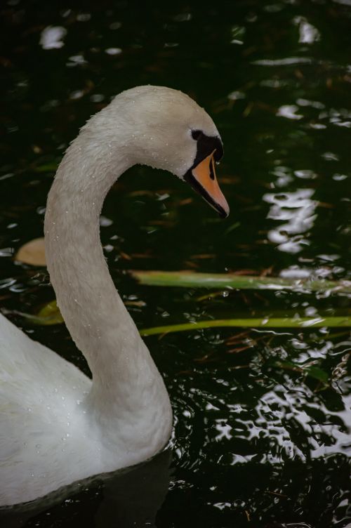 Free Close-up of a graceful mute swan on water in Istanbul, Turkey. Stock Photo