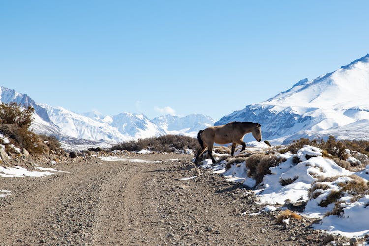 Horse Walking Across The Road In Snow Covered Mountains