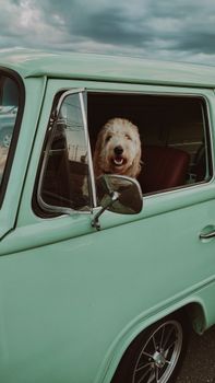 Adorable dog peeking out from a classic green vintage car window, smiling at the camera.