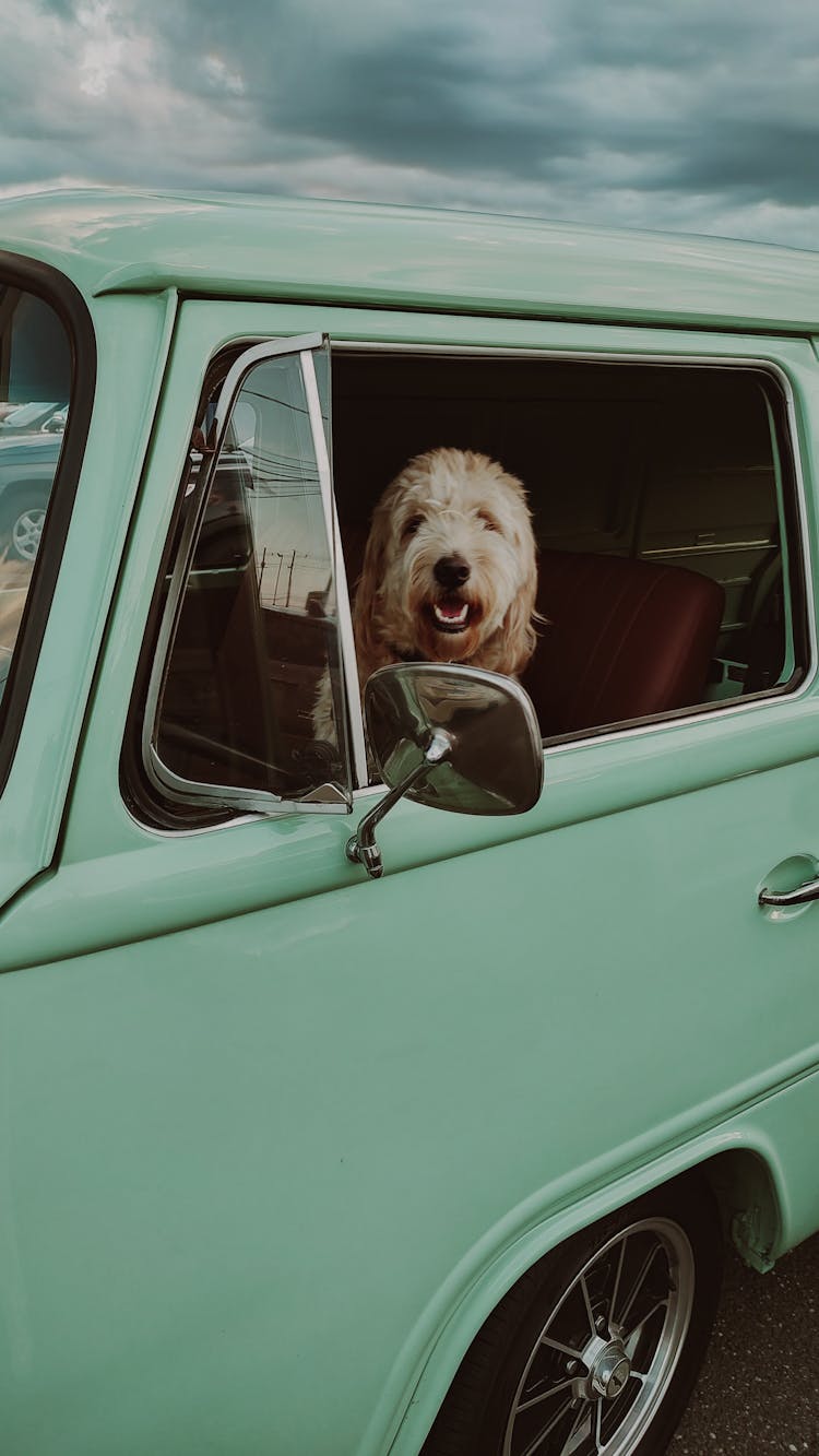 Smiling Dog Sitting In Vintage Car