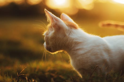 A white kitten in a field at sunset, highlighting its fur and peaceful pose.