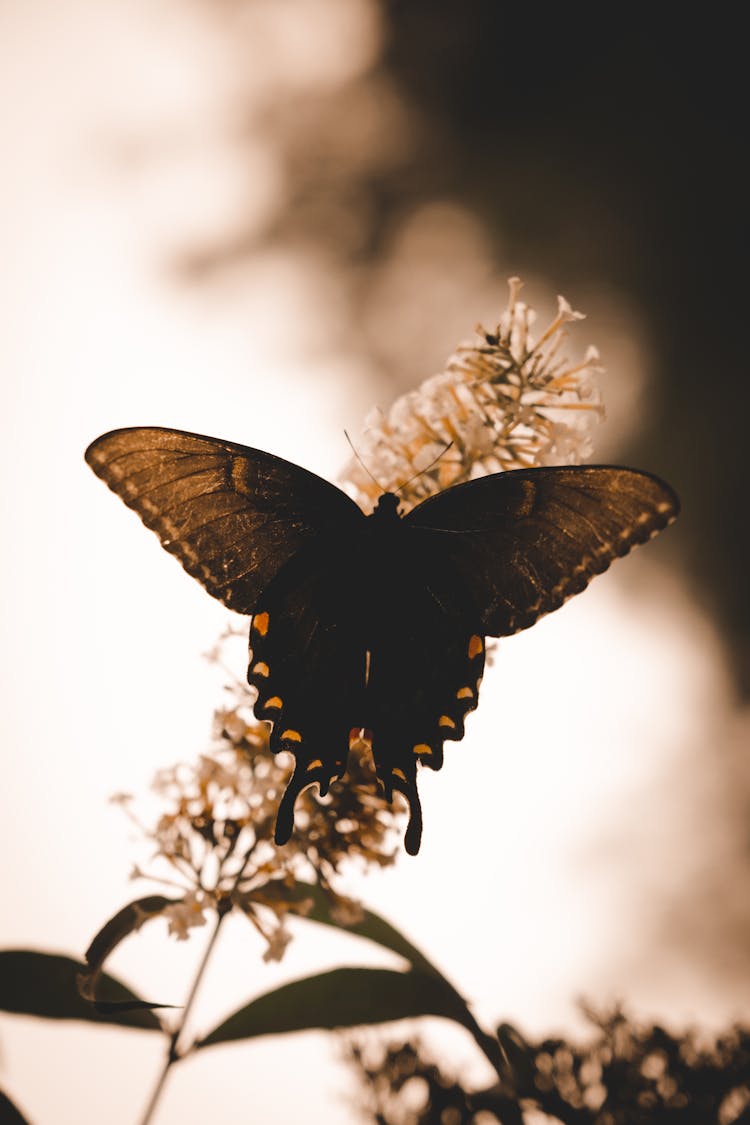 Butterfly Perched On White Flower