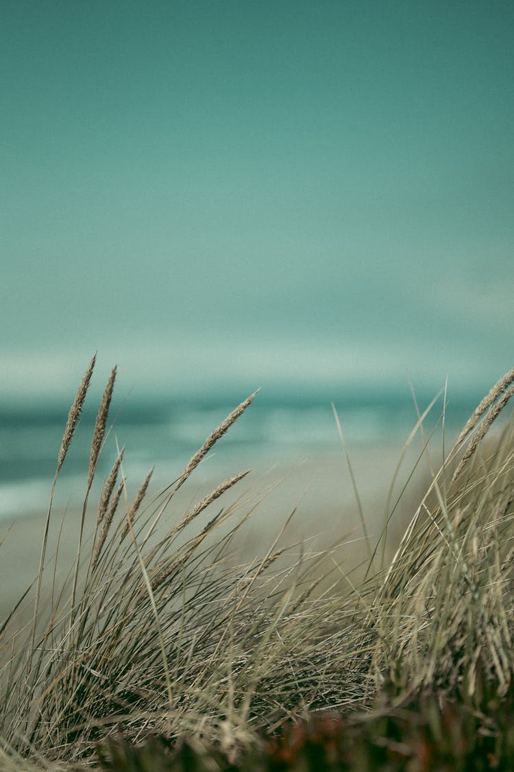 Grass By The Beach