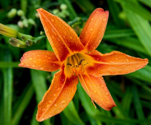 Free Vivid close-up of an orange day-lily flower with dewdrops, captured outdoors in Toronto. Stock Photo