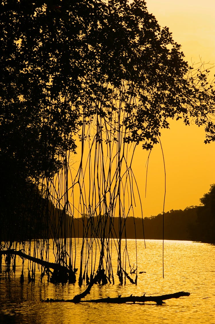 Silhouette Of Mangroves In The Ocean 