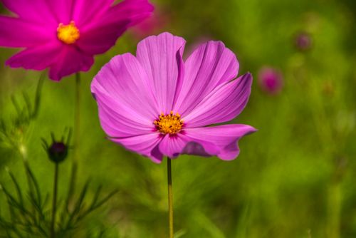 Free Close-up of a vibrant pink cosmos flower in a sunny garden setting. Stock Photo