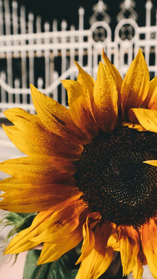 Ücretsiz Sarı Ve Siyah Yapraklı çiçek Stok Fotoğraflar