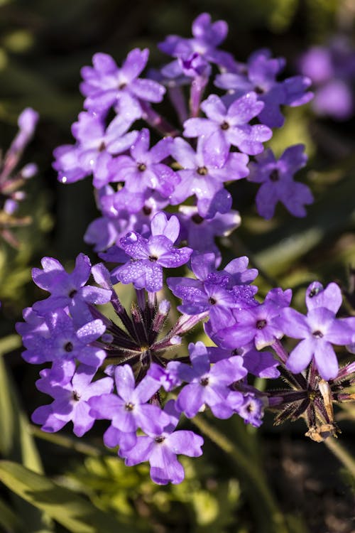 Foto d'estoc gratuïta de flor, flora, flors