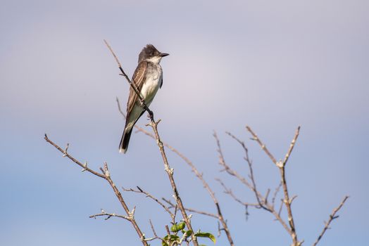 An Eastern Kingbird Perched on a Branch 